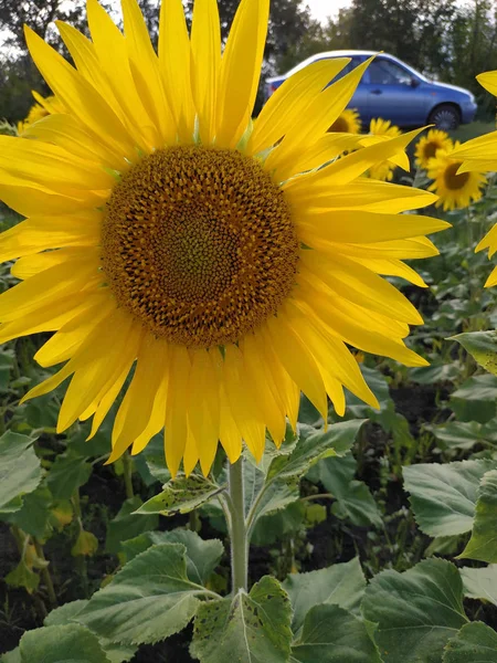 Sarı ayçiçekleri. Mavi gökyüzünün arka planında ayçiçekleri olan tarla.