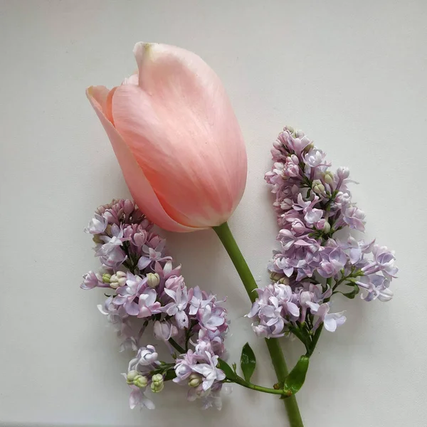 Pembe lale ve leylak. Çiçekler beyaz plastiğin üzerinde..