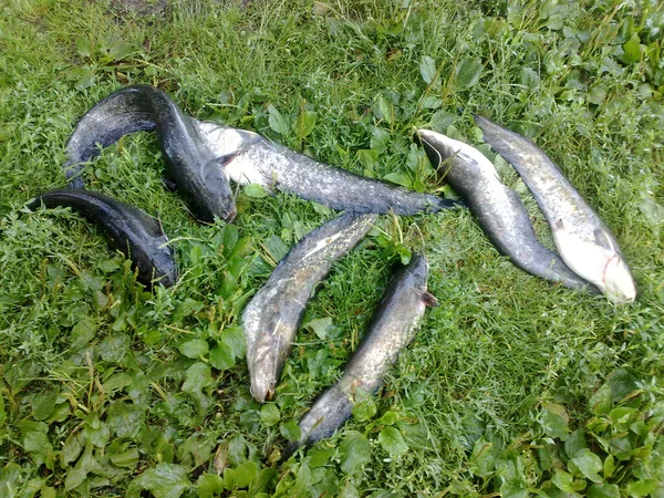 Balık çimlerin üzerinde yatıyor. Yayın balığı yakaladım..