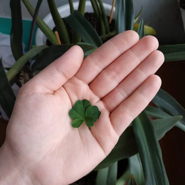 Kadın eli işte. Yonca yaprağı avucunun içinde yatıyor..