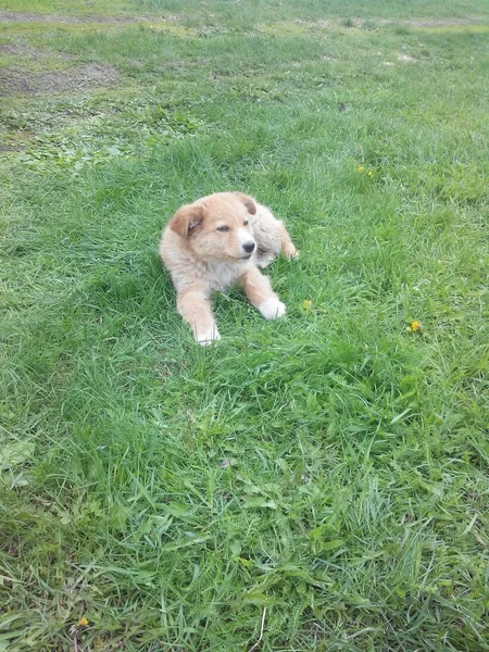 Zencefilli yavru. Çimlerin üzerinde yatarken.