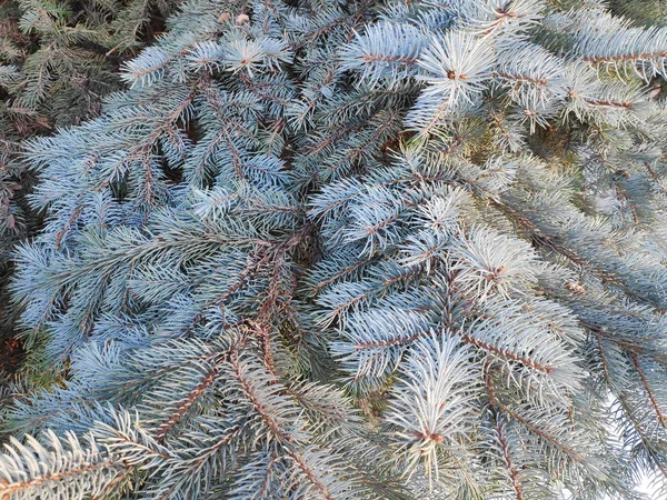 Kék Lucfenyő Ágak Egy Téli Napon — Stock Fotó