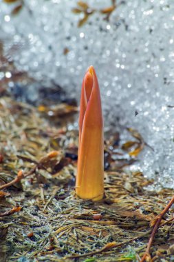 İlkbahar uyanışının sembolü olarak, lale çiçeği karların altından çıkar.