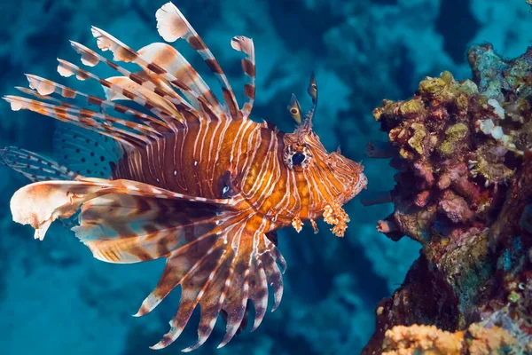 Mercan yakınında parlak aslan balığı. Su altı yaşamının makro fotoğrafçılığı. Kızıl Deniz 'e dalmak.