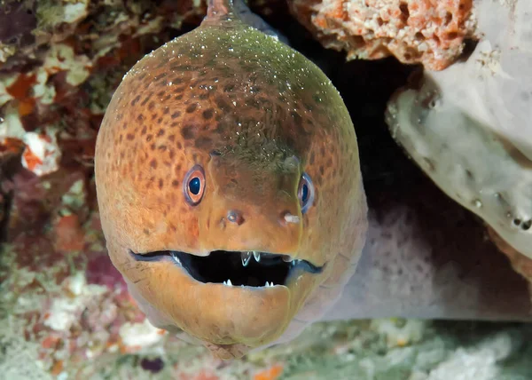 Moray Eel Come Out Hiding Search Prey Underwater Macro Photography — Stock Photo, Image