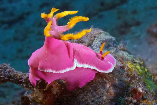 Bright Pink Nudibranch Crawls Coral Underwater Macro Photography — Stock Photo, Image