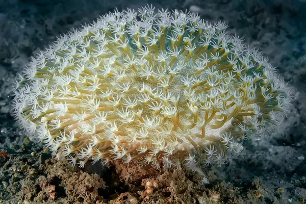 Xeniidae Familyasının Yumuşak Mercanı — Stok fotoğraf
