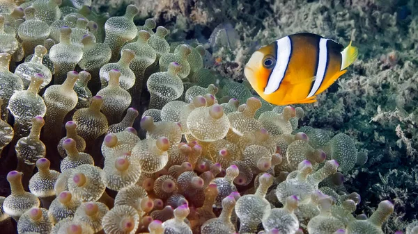 Clown Fish Swimming Its Anemone Underwater Photography — Stock Photo, Image