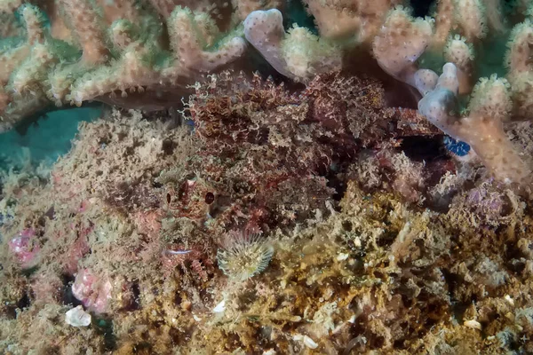 Los Peces Piedra Yacen Los Arrecifes Coral Disfrazados Ellos Esperando —  Fotos de Stock