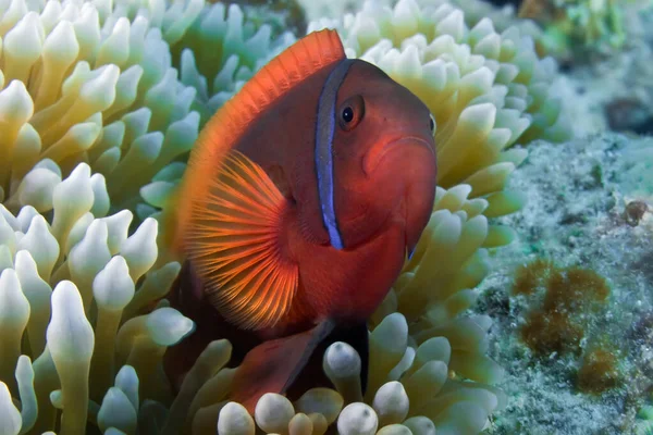 Bright Red Blue Stripe Clown Fish Hiding Its Anemone Underwater — Stock Photo, Image