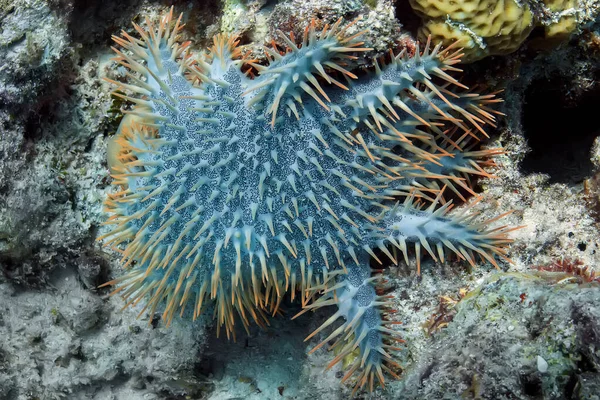 Förödande Krona Törnen Sjöstjärnor Som Äter Ett Tropiskt Korallrev Filippinerna — Stockfoto