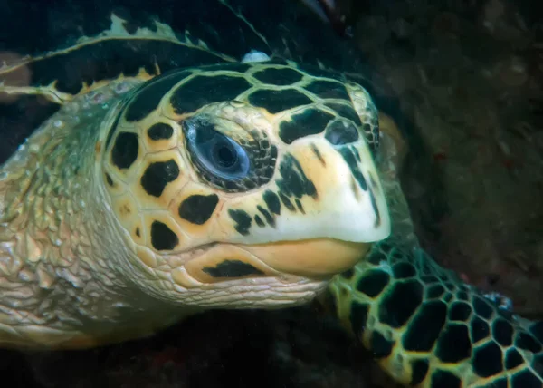 Suyun altında dinlenen yeşil deniz kaplumbağası. Etrafındaki dalgıçlara merakla bakıyor..