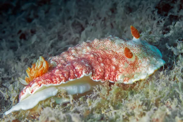 Jaskrawo Kolorowe Zbliżenie Nudibranch Rodzina Chromodoris Reticulata — Zdjęcie stockowe