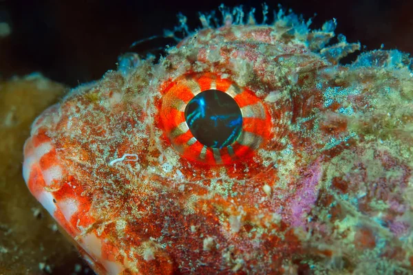 Close Head Stone Fish Hiding Reef Macrophoto — Stock Photo, Image