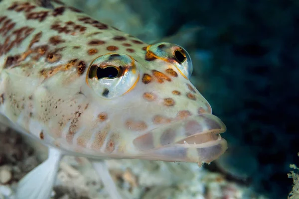 Lizardfish Synodus Large Eyed Lizard Fish Golden Spots Synodus Variegatus — Stock Photo, Image