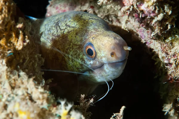 Yellow Edged Moray Looks Out Cunningly Its Hole Coral Close — Stock Photo, Image