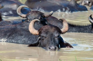 Bir bufalo ailesi çamur banyosunda güneşleniyor. Sadece boynuzları keskin bir şekilde açılmış kafaları sudan görülebiliyor. Sri Lanka.