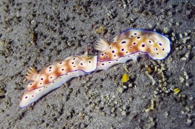 Çerçevenin ortasında parlak turuncu bir deniz süngeri olan renkli mercanlar bloğu. Filipinler.