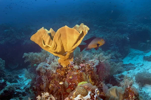 Jasnożółty Koralowiec Rodziny Sarcophytonów Wokół Błękitnej Wody Licznych Ryb Zdjęcia — Zdjęcie stockowe