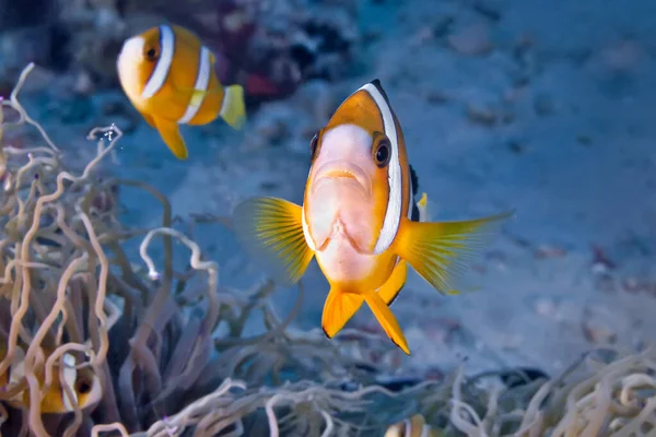 A block of colorful corals with a bright orange sea sponge in the center of the frame. Philippines.