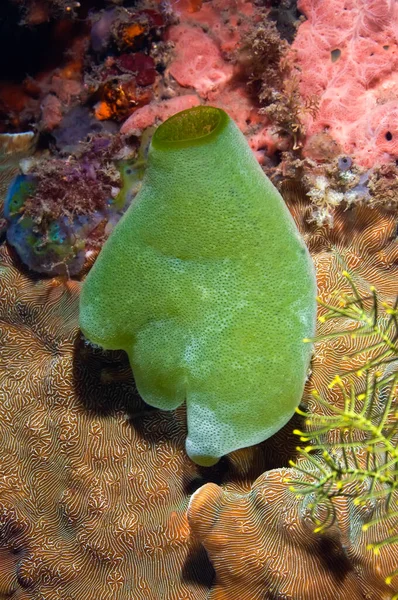 A block of colorful corals with a bright orange sea sponge in the center of the frame. Philippines.