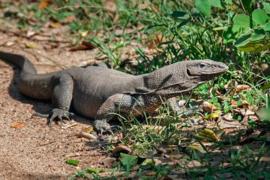 Büyük bir iguana otların hışırtısını dinler. Avlanmaya gitti. Sri Lanka Milli Parkı