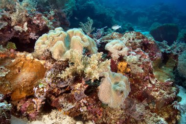 Farklı şekil ve renklerde sert ve yumuşak mercanlardan oluşan bir mercan resifi. Sarcophyton ailesinden yumuşak bir mercan ayırt edicidir. Su altı fotoğrafçılığı. Filipinler.