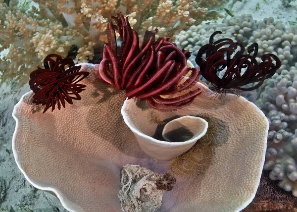 Strange-shaped coral and bright red sea lilies clung to it. Underwater photography. Philippines.