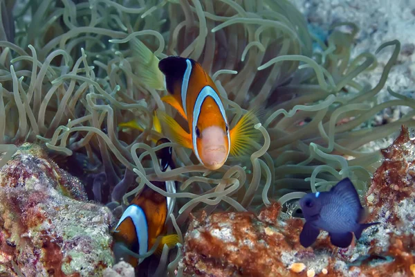 Famiglia Pesci Clown Che Nuotano Nel Suo Anemone Fotografia Subacquea — Foto Stock