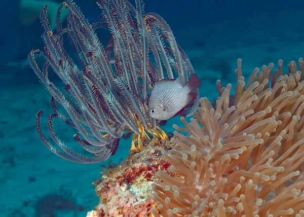Морські Лілії Зіркове Перо Кораловою Рибою Анемоною Передньому Плані Підводні — стокове фото