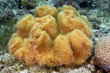 Deniz tabanında. Sarcophiton ailesinin renkli, yumuşak mercanı. Su altı fotoğrafçılığı.