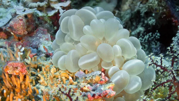 Різні Види Коралів Бульбашкових Коралів Plerogyra Sinuosa Передньому Плані Підводна — стокове фото