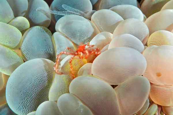 バブルサンゴのオランウータンカニ 体と足は長い流れる赤い毛で覆われており カモフラージュのための破片の小さなビットを確保し この非常に小さな種に共通の名前を与えるのに役立ちます 水中写真 フィリピン — ストック写真