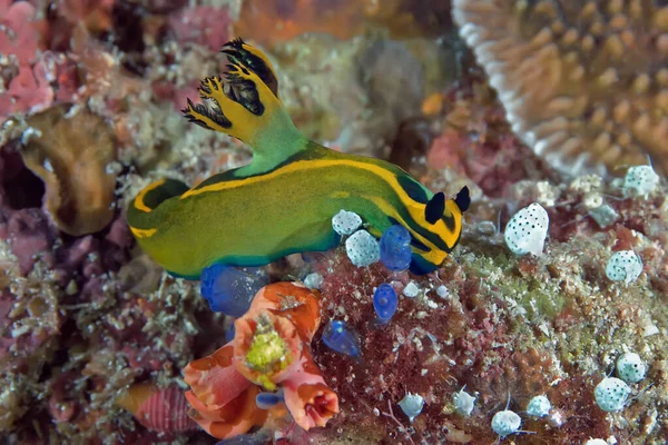 Colorful Olive Yellow Green Nudibranch Crawls Coral Reef Philippines — Stock Photo, Image