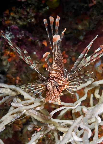 Lionfish Coral Waiting Prey Its Fins Very Poisonous Macro Photography — Stock Photo, Image