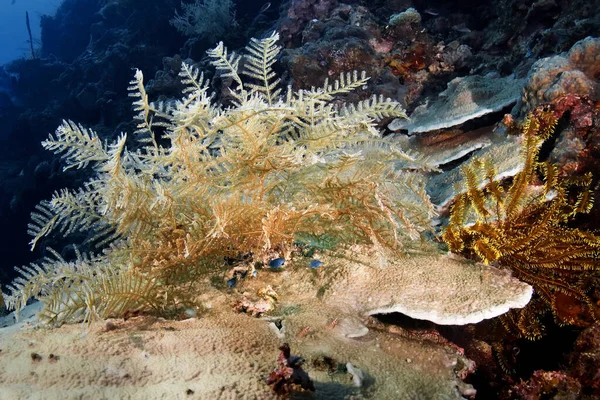 Renkli mercanlar. Ön planda, altında küçük bir balık sürüsünün saklandığı yumuşak bir mercan var. Su altı fotoğrafçılığı. Filipinler.