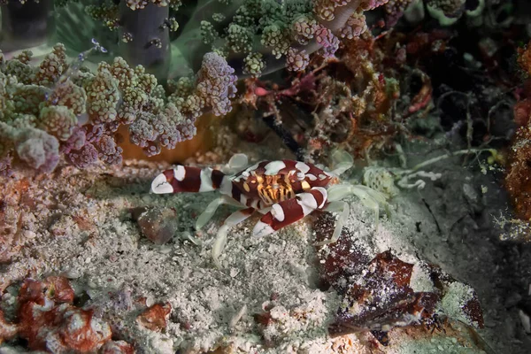 Portunidae yengeci yumuşak mercanın dibinde saklanır. Sualtı fotoğrafçılığı, Filipinler.