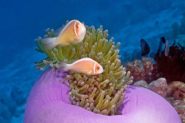 Bir palyaço balığı evinin üzerinde yüzer. Deniz şakayığının altında mavi su ve leylak. Su altı fotoğrafçılığı