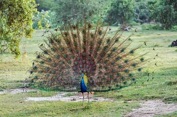 Vahşi doğadaki tavus kuşu. Güzel bir tavus kuşu bir dişiye gösteriş yapıyor. Sri Lanka Ulusal Parkı.