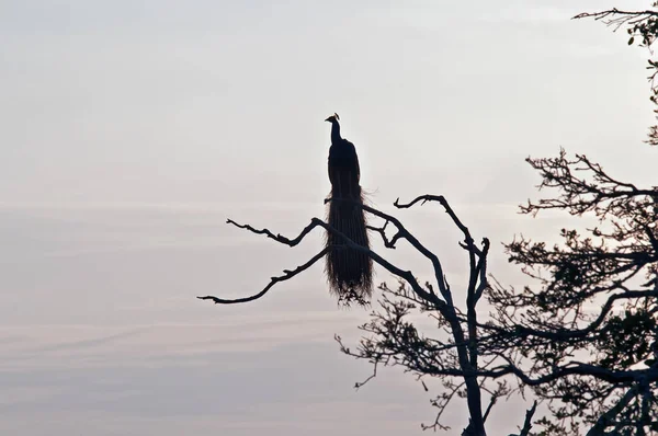 Nebeliger Morgen Nationalpark Ein Pfau Auf Einem Baum Trifft Die — Stockfoto