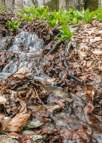 Balkanlardaki ormanda ilkbaharın başlarında yüksek su. Kuru yaprakların arasından yeni bitkiler çıkıyor..