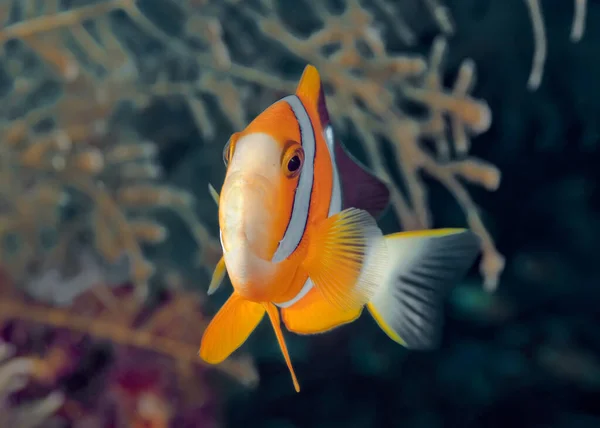 Pesce Pagliaccio Nuota Accanto Suo Anemone Osserva Sommozzatori Passaggio Fotografia — Foto Stock