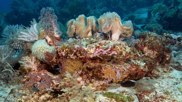 Ein Korallenriff Mit Verschiedenen Arten Von Meereslebewesen Bunte Korallen Lilien — Stockfoto