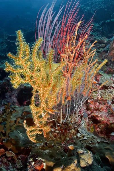 固体珊瑚亚喀巴利亚在蓝水的背景上盛开 红色和橙色是交织在一起的 水下摄影 菲律宾 — 图库照片