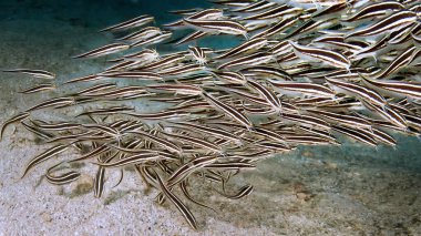 Küçük bir yayın balığı sürüsü kumlu zeminde yüzüyor. Balık vücutları siyah ve beyaz çizgilerle kaplıdır. Su altı fotoğrafçılığı.