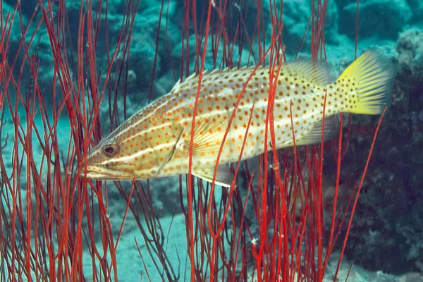 Beyaz orfoz balığı kırmızı mercanda saklanıp avını bekliyor. Balığın vücudu parlak kırmızı noktalarla kaplıdır..