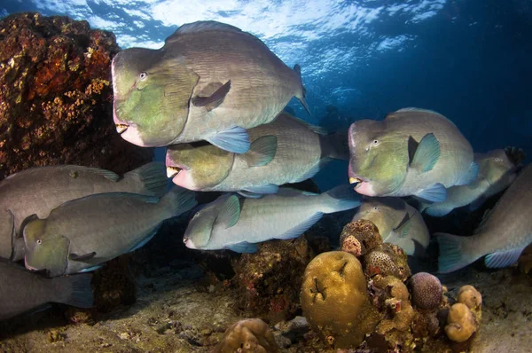 Şişko papağanlar. Sipadan Adası, Malezya Borneo 'nun doğu kıyısında, Sabah eyaletinde. Büyük bir balık sürüsü dalgıçların yanından yüzerek geçer. Güçlü çeneleriyle, mercanları çiğnerler..