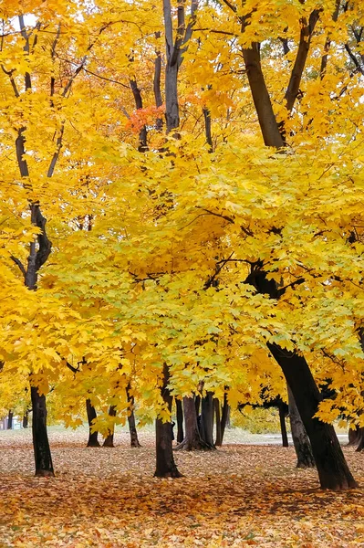 The Gold Of Autumn. Maple grove in autumn in Tsaritsyn Park. Moscow