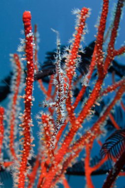 Mercanlar arasında güzel kamufle edilmiş hayalet boru balığı. Sualtı fotoğrafçılığı, Filipinler.