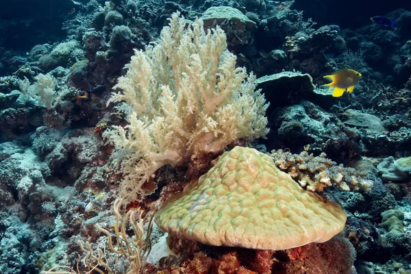 Różnorodność Korali Pierwszym Planie Twardy Koral Rodziny Porites Miękki Koral — Zdjęcie stockowe